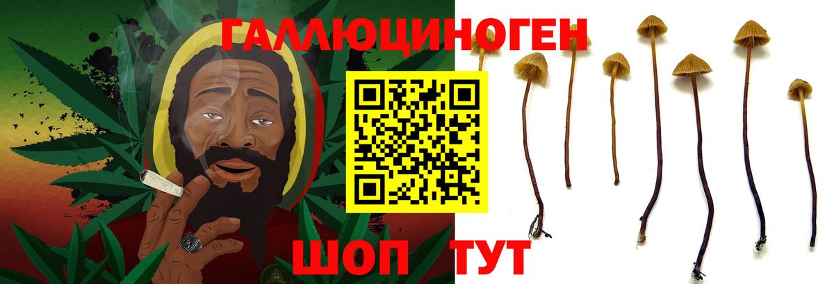 Сланцы  Псилоцибиновые грибы Cubensis  Вход с VPN 
